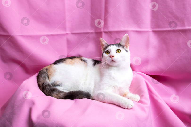 Скачать Забавный белый котенок дома, портрет крупным планом фотосток Ozero