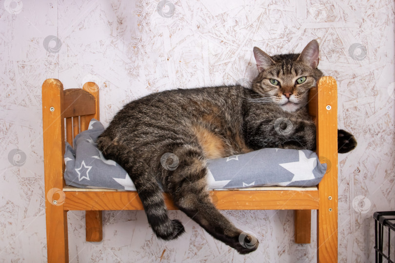 Скачать Домашняя короткошерстная кошка развалилась на маленькой деревянной кровати у окна фотосток Ozero