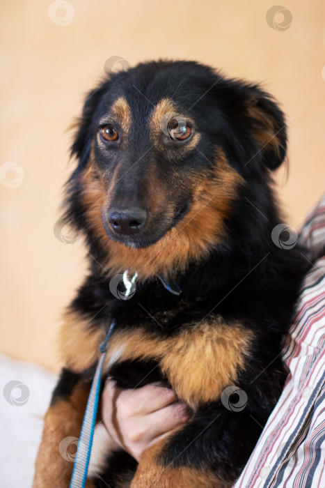 Скачать Рыжевато-коричневая собака-компаньон в синем ошейнике пристально смотрит вдаль фотосток Ozero