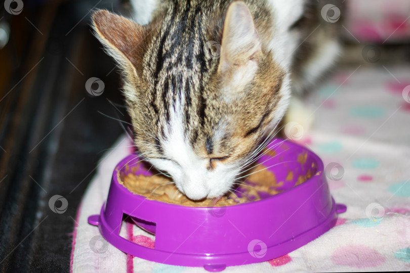 Скачать Домашняя короткошерстная кошка ест из розовой миски с усами фотосток Ozero