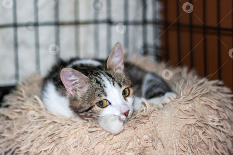 Скачать Кошачий кот смотрит в камеру, развалившись на пушистом одеяле фотосток Ozero