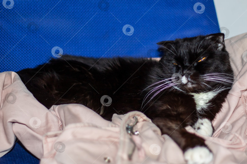 Скачать Домашняя короткошерстная кошка с черной шерстью, желтыми глазами и белым носом фотосток Ozero