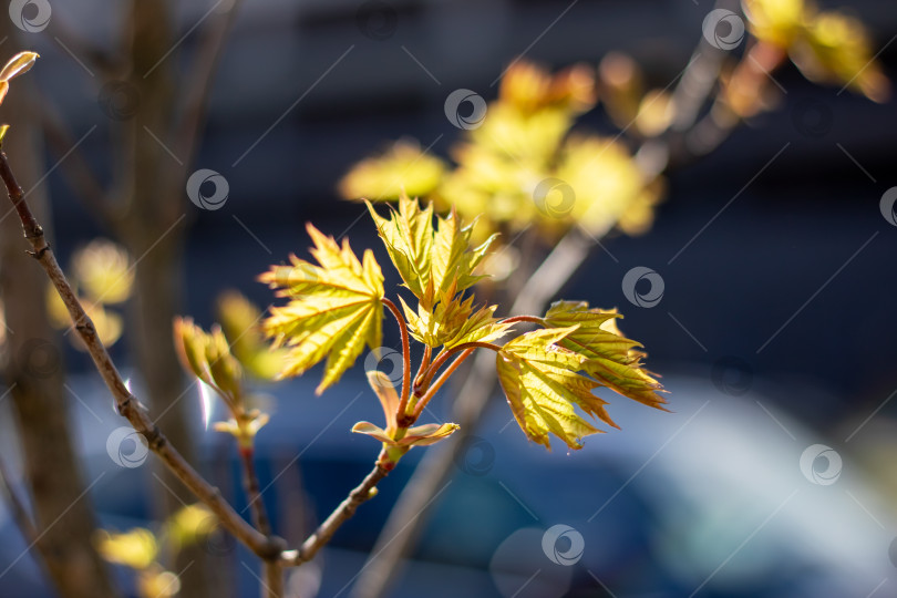 Скачать Макросъемка ветки с желтыми листьями в природном ландшафте фотосток Ozero