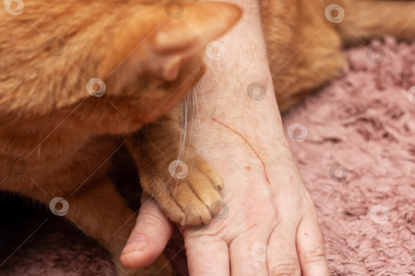 Скачать Рыжий кот обнюхивает поцарапанную руку дома фотосток Ozero