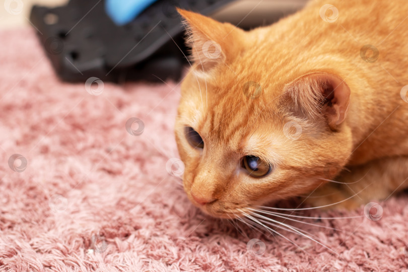 Скачать Рыжий кот с усами отдыхает на желто-коричневом ковре фотосток Ozero