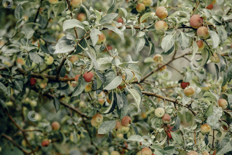 Скачать фотография спелых яблок в саду, готовых к сбору. Осенний день. Сельский сад. В кадре яблоки на дереве фотосток Ozero
