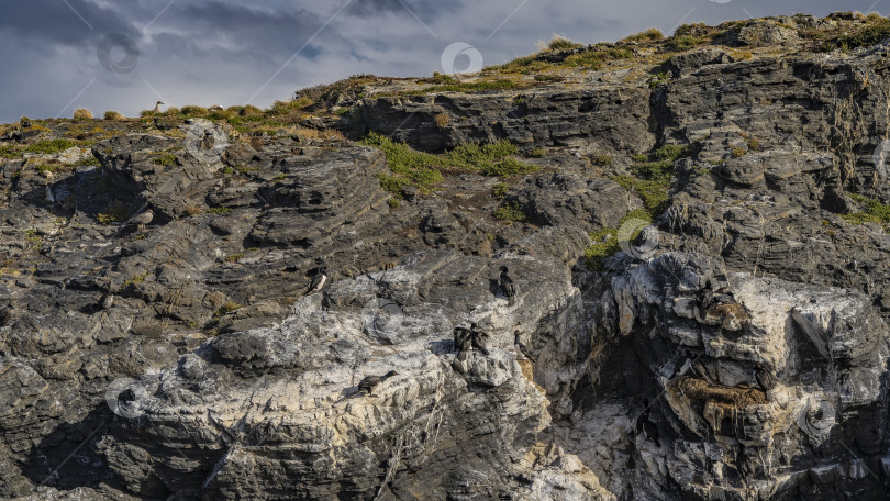 Скачать Морские птицы - бакланы, буревестники - сидят на склоне скалистого острова. фотосток Ozero