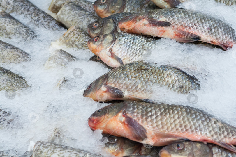 Скачать Вид замороженной рыбы-кефали на прилавке супермаркета фотосток Ozero