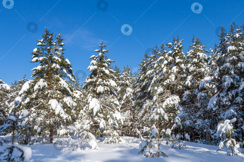 Скачать Еловый зимний лес на фоне голубого неба фотосток Ozero