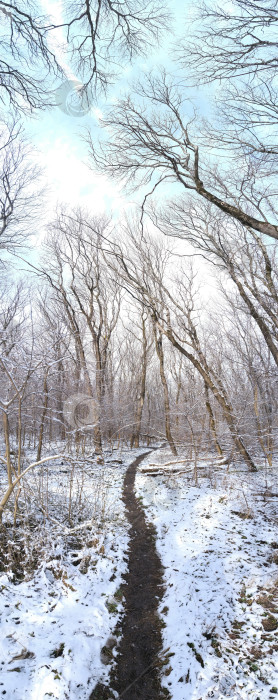 Скачать тропинка в зимнем лесу с заснеженными деревьями фотосток Ozero