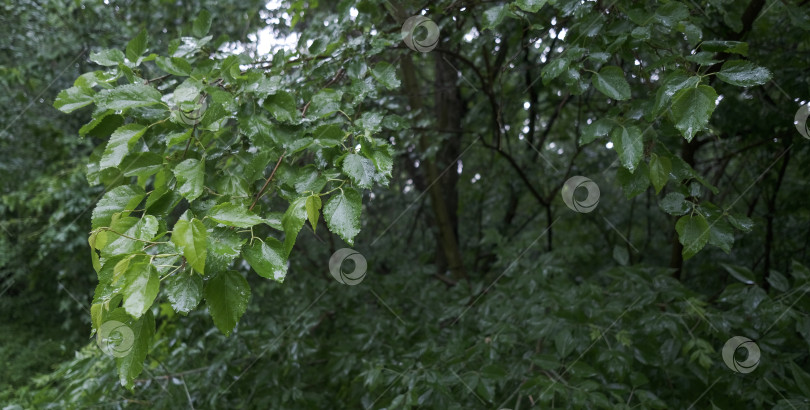 Скачать мокрые зеленые листья во время ливня фотосток Ozero