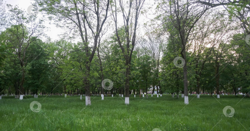 Скачать деревья летом в городском парке в пасмурный день фотосток Ozero