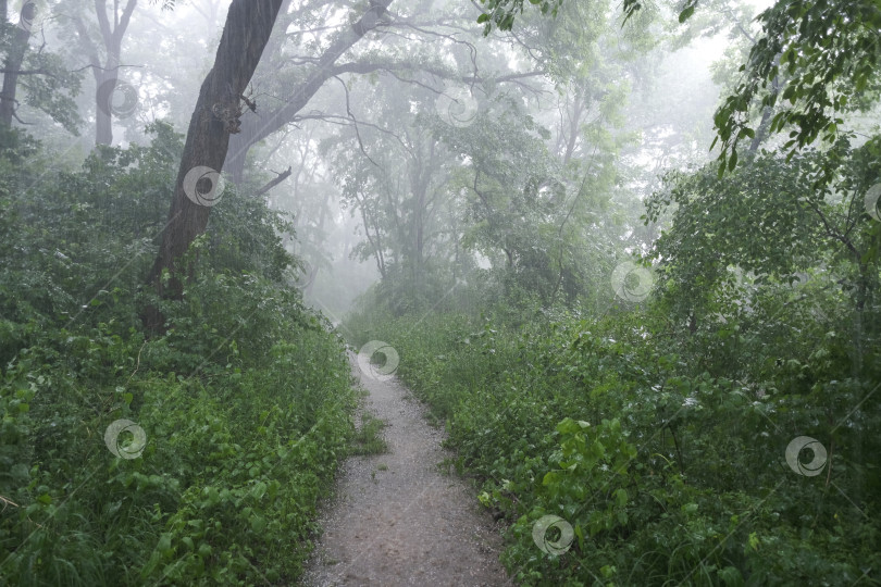 Скачать узкая тропинка в густом зеленом лесу во время сильного дождя и града фотосток Ozero