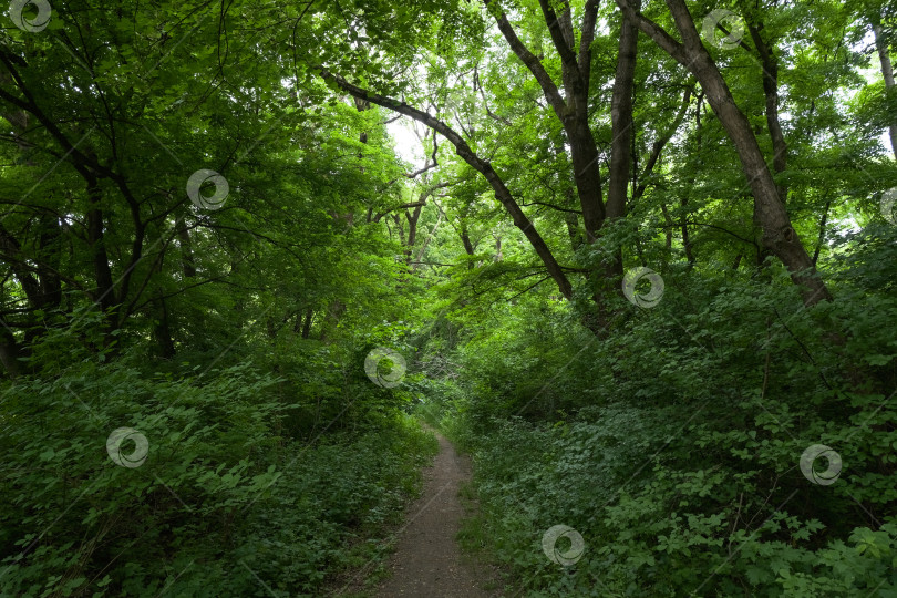 Скачать узкая тропинка в густом летнем зеленом лесу фотосток Ozero