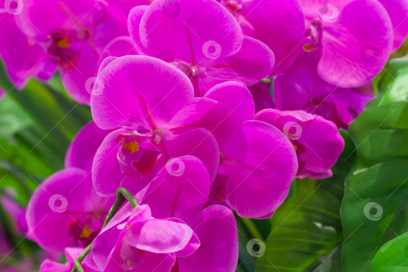 Скачать Крупный план ветки с цветами розовой орхидеи фотосток Ozero