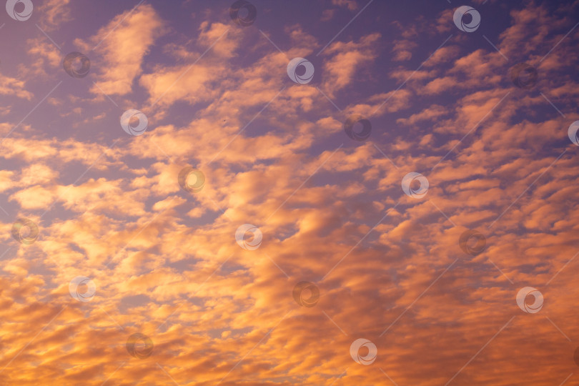 Скачать Оранжевые перистые облака на закатном пурпурном небе (фон) фотосток Ozero