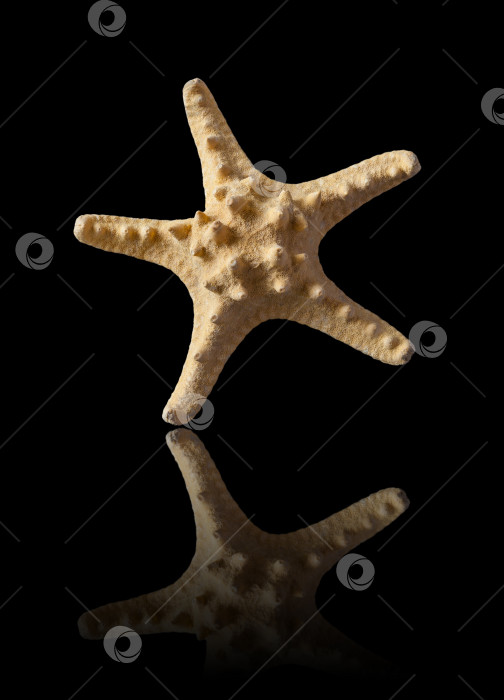 Скачать Бежевая морская звезда, выделенная на черном фоне с зеркальным отражением фотосток Ozero
