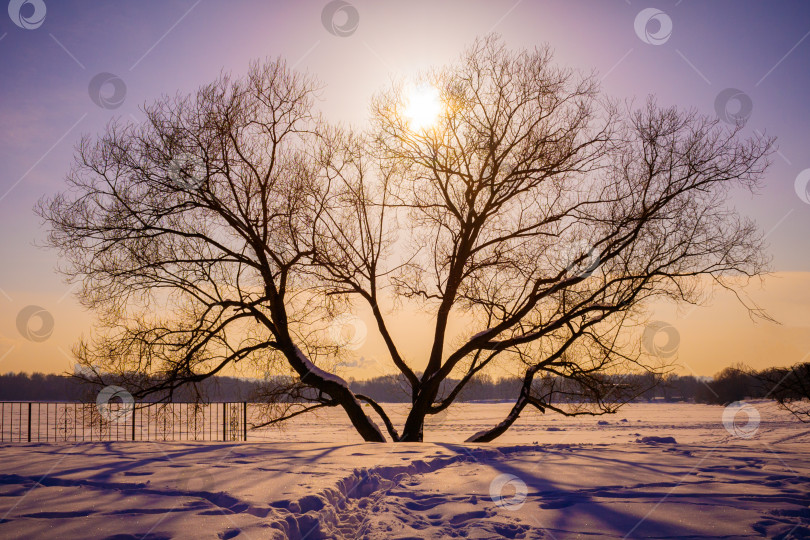 Скачать Темный силуэт одинокого дерева на фоне оранжево - фиолетового закатного света, фон зимнего пейзажа (тонированный) фотосток Ozero