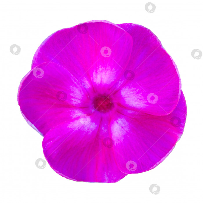 Скачать Крупный план фиолетового цветка флокса, выделенного на белом фоне (элемент дизайна) фотосток Ozero