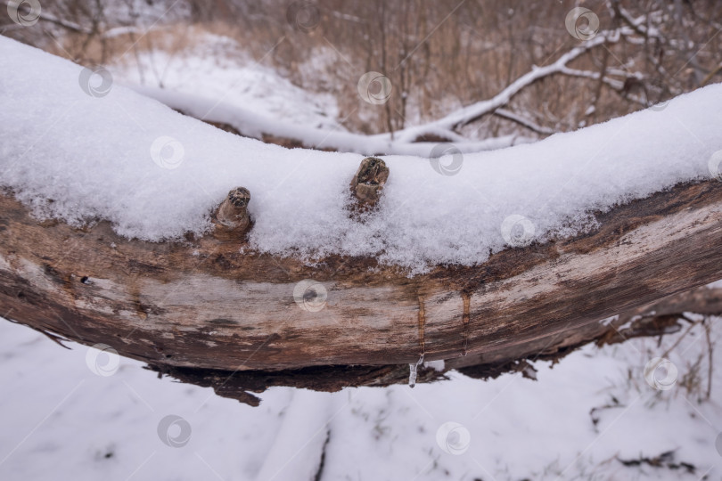 Скачать снег, лежащий на ветке дерева фотосток Ozero