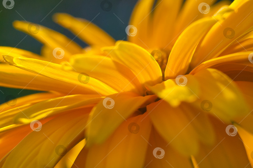 Скачать Крупный план фрагмента цветка желтой маргаритки (малая глубина резкости, макросъемка) фотосток Ozero