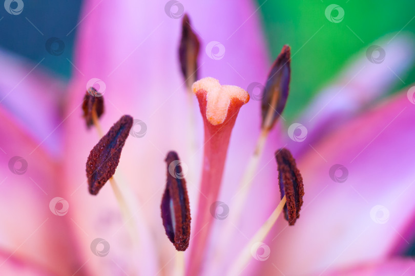 Скачать Крупный план тычинок и пестика розового цветка растения лилия (малая глубина резкости, макросъемка) фотосток Ozero