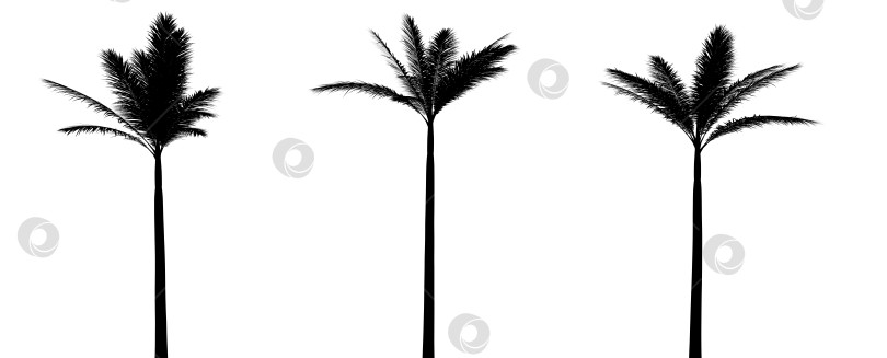 Скачать три черных силуэта тропических растений крупным планом на белом фоне фотосток Ozero