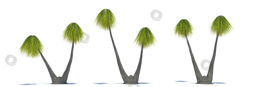 Скачать три тропических растения крупным планом на белом фоне фотосток Ozero