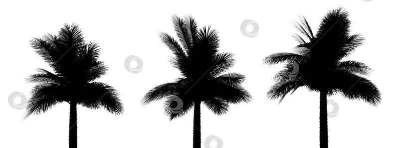 Скачать три черных силуэта тропических растений крупным планом на белом фоне фотосток Ozero