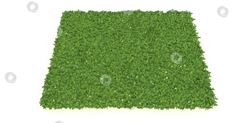 Скачать сплошной ковер зеленой травы крупным планом фотосток Ozero
