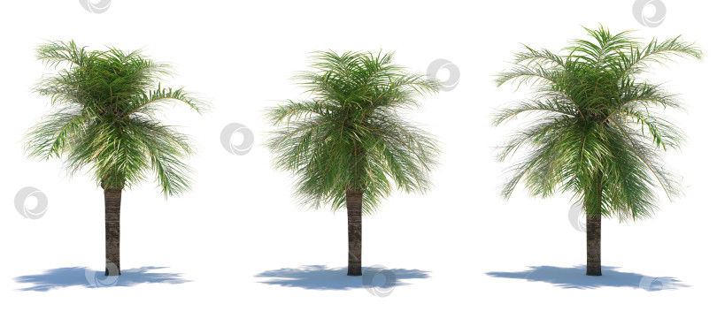 Скачать три тропических растения крупным планом на белом фоне фотосток Ozero