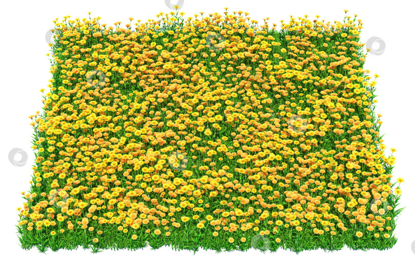Скачать сплошной ковер из желтых цветов крупным планом фотосток Ozero