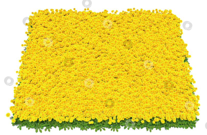 Скачать сплошной ковер из желтых одуванчиков крупным планом фотосток Ozero