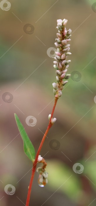 Скачать бутоны нераспустившегося цветка Persicaria minor фотосток Ozero