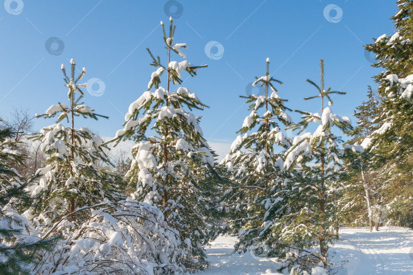 Скачать Рождественские елки, покрытые снегом в зимнем лесу фотосток Ozero