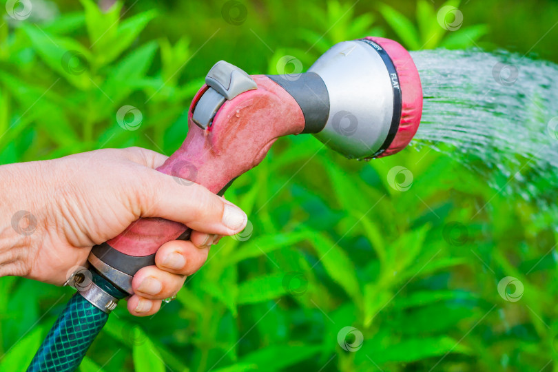 Скачать Крупный план женской руки с разбрызгивателем, поливающей огород на фоне зеленых листьев в боке (малая глубина резкости) фотосток Ozero