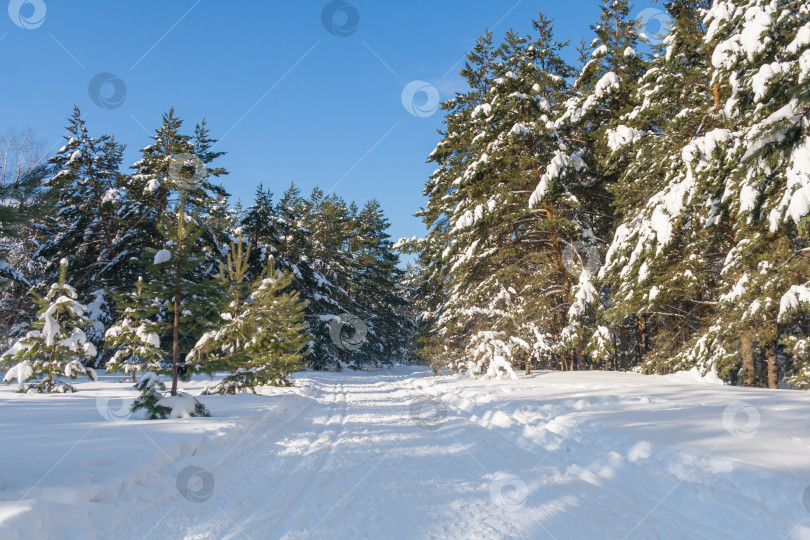 Скачать Лыжня в зимнем еловом лесу фотосток Ozero
