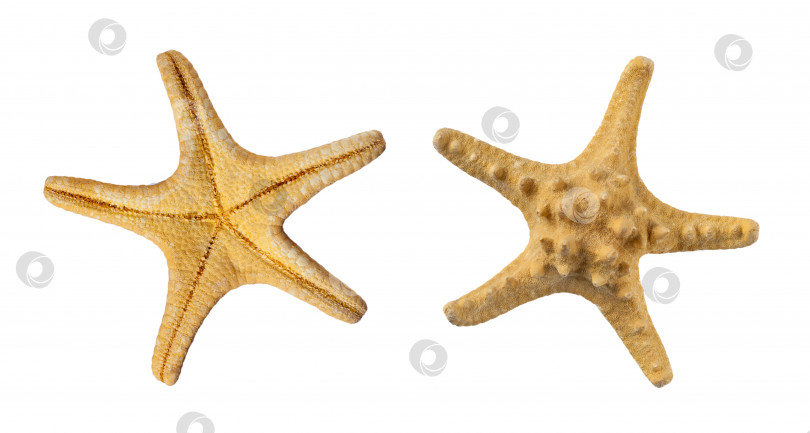 Скачать Набор из двух сторон бежевой морской звезды, выделенных на белом фоне (элемент дизайна) фотосток Ozero