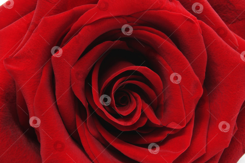 Скачать Фотография розы крупным планом. Фото розы, крупный план. фотосток Ozero