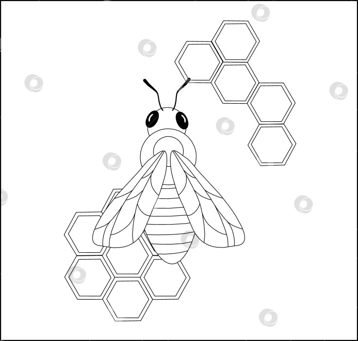 Скачать Контурная раскраска с изображением пчелы на фоне сот фотосток Ozero