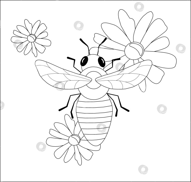 Скачать Контурная раскраска с изображением пчелы на фоне цветущих ромашек фотосток Ozero
