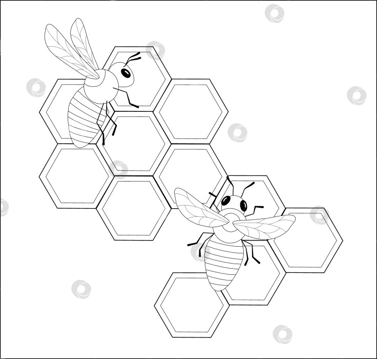 Скачать Контурная раскраска с изображением двух пчел сидящих на сотах фотосток Ozero