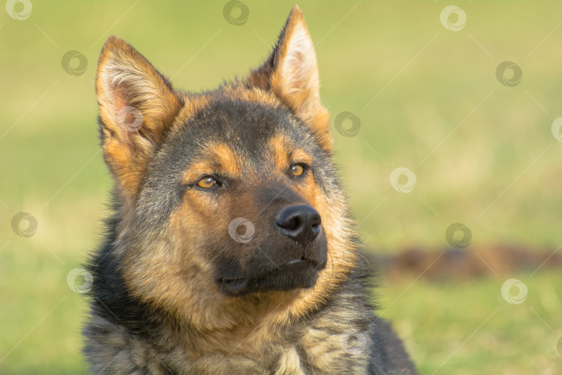 Скачать Немецкая овчарка (Canis lupus familiaris) в горах Кыргызстана. фотосток Ozero