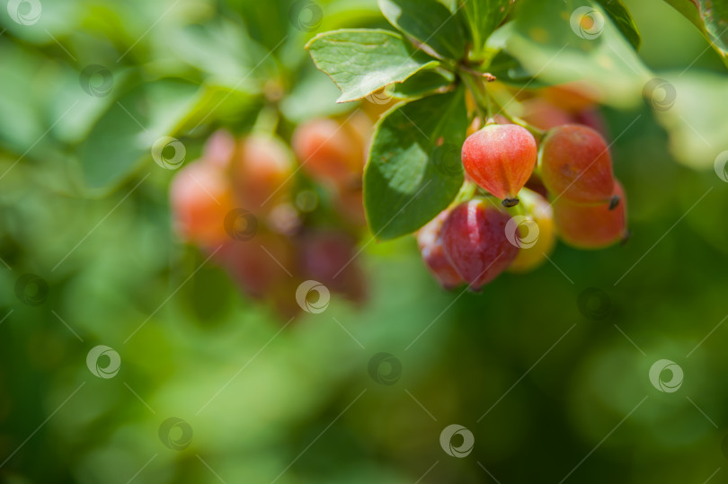 Скачать Род Барбарис относится к семейству барбарисовых (Berberidaceae) порядка фотосток Ozero