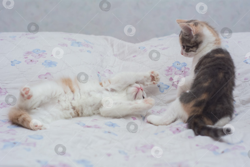 Скачать Трехмесячные котята играют друг с другом фотосток Ozero