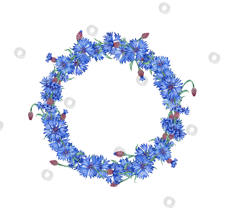 Скачать Васильковый венок из голубых цветов акварелью фотосток Ozero