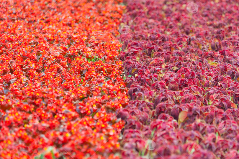 Скачать Абстрактный вид на поле с красными цветами бегонии и фиолетовыми декоративными листьями растения колеус в качестве фона, текстуры (небольшая глубина резкости, пространство для копирования) фотосток Ozero