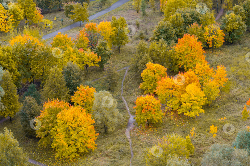 Скачать Осенние деревья, вид сверху фотосток Ozero