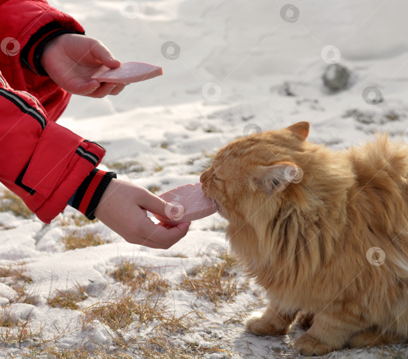 Скачать Кормление кота фотосток Ozero