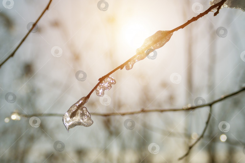 Скачать Крупный план замерзшей сухой ветки на фоне солнечного света (тонированный) фотосток Ozero